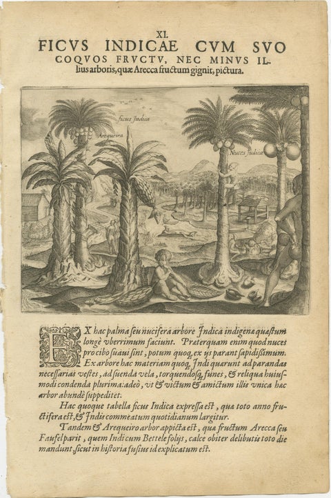 De Bry Indian Botanical Engravings, Coconut, Bamboo & Cashew Trees, c.1598, view 2