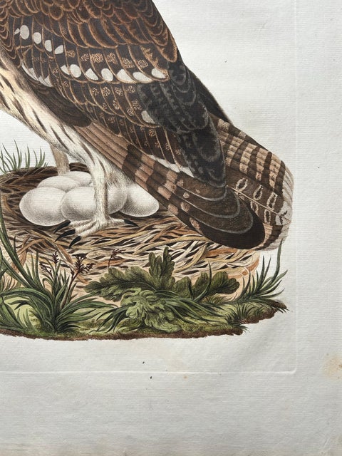 Strix Ulula, Hand-Coloured Engraving of Short-Eared Owl with Eggs, 1770–1829, view 10
