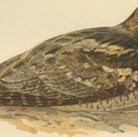 Antique Bird Print of the European Nightjar by Von Wright, 1927, close-up 2
