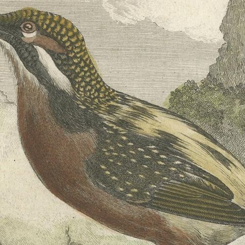 Antique Bird Print of a Kingfisher by Buffon '1780', close-up 2