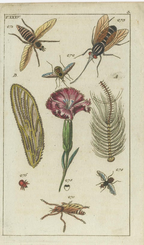 Antique Insect Prints: Small Vibrant Engravings of Bugs, Leaves & Flowers, 1832, view 3