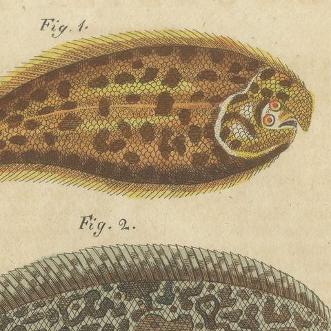 Five Soles and Flatfish, Antique Bertuch Print, circa 1815, close-up 5