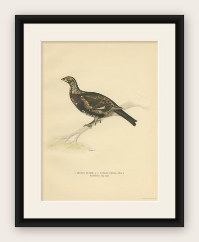 Antique Bird Print of the Black Grouse 'Female' by Von Wright, 1929, shown framed