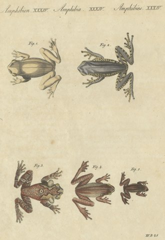 Five Tree Frogs, Antique Bertuch Print, Vienna, circa 1815