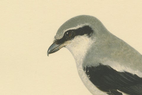 Silent Sentinel: Vintage Bird Print of The Great Grey Shrike by Von Wright, 1927, close-up 1
