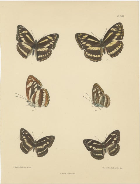 Victorian Butterfly Wonders: Stunning Hand-Colored Lithographs, 1878, view 2