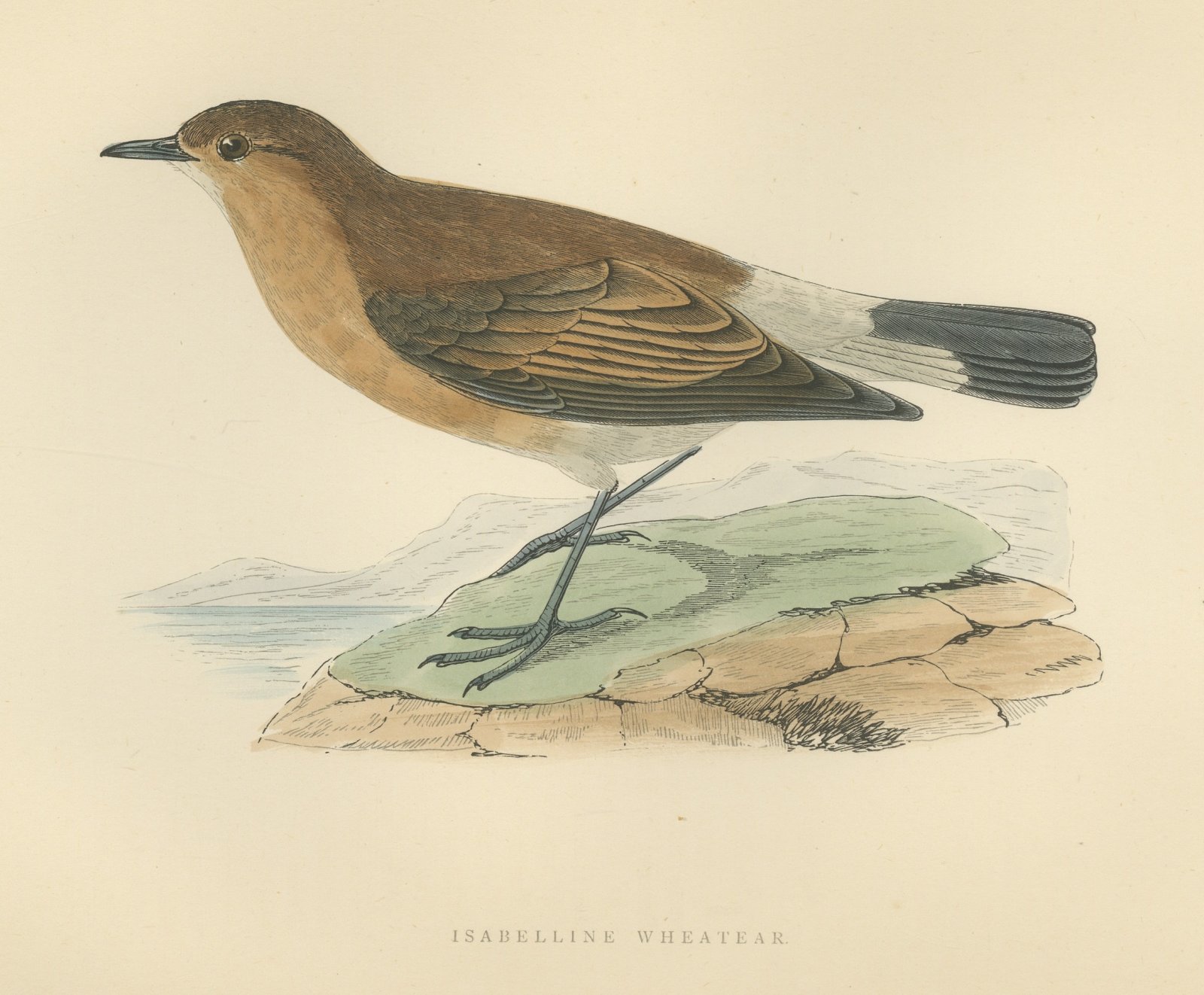 Isabelline Wheatear on a Coastal Rock, Antique Bird Print, Morris, 1896