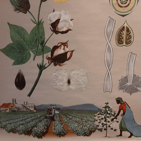 Vintage Botany Wall Chart of a Cotton Plant and Cotton Cultivation, circa 1960, view 4