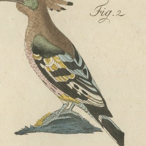Hoopoe, Roller and Crossbills, Antique Bertuch Print, Vienna, circa 1805, close-up 1