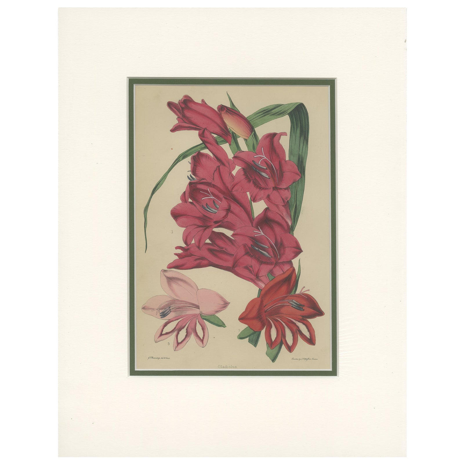 Antique Botany Print of Gladiolus Varieties by Cheffins 'c.1850'