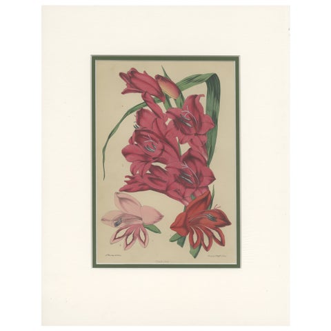 Antique Botany Print of Gladiolus Varieties by Cheffins 'c.1850'