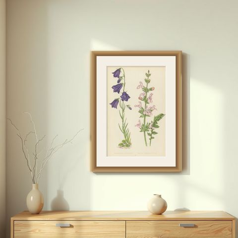 Blue Bellflower and Moroccan Sage, Hand-Coloured Botanical Print, 1874, shown framed on a wall