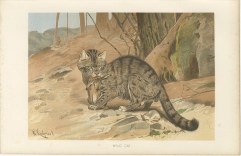 Wild Cat, Antique Zoological Print, Victorian Mammal Illustration, 1894, view 2