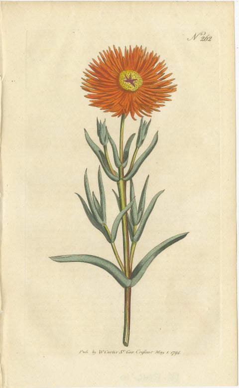 Antique Botany Print of Mesembryanthemum Aureum or Golden Fig-Marigold, view 2