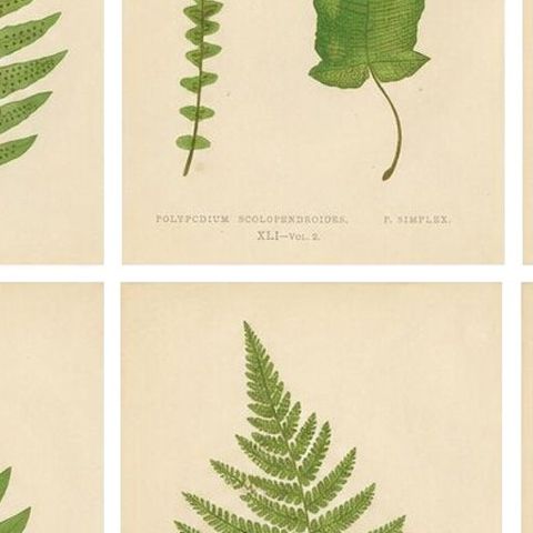 Collection of 10 Original Antique Tropical Fern Lithographs by E.J. Lowe, 1856, close-up 2
