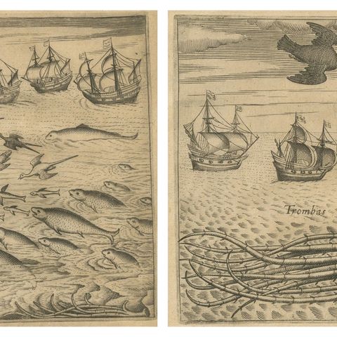 Pair of De Bry Engravings of Birds, Fish & Sea Plants en Route to India, c.1598, close-up 3