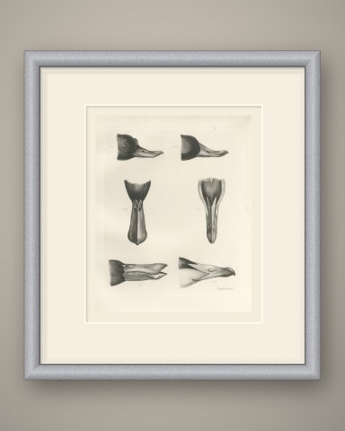 Six Studies of Duck Heads and Bills, Plate CXCVI after Lilian Medland, c. 1909, shown framed