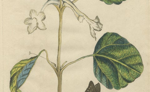 Bold Leaves and Butterfly, Hand-Colored Botanical Print from Meerburgh, 1775, close-up 6