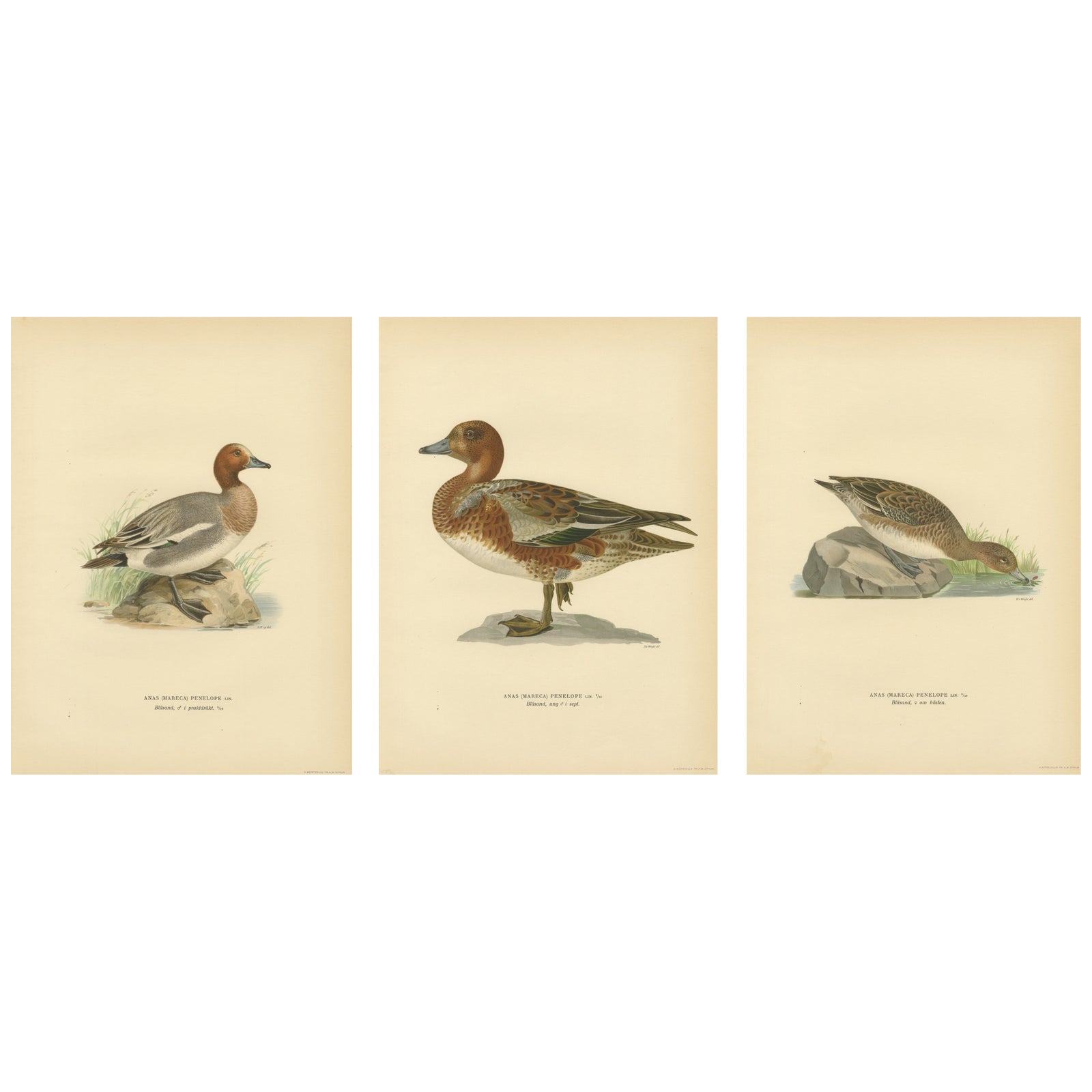 1929 Swedish Ornithology Lithographs, Eurasian Wigeon Trio