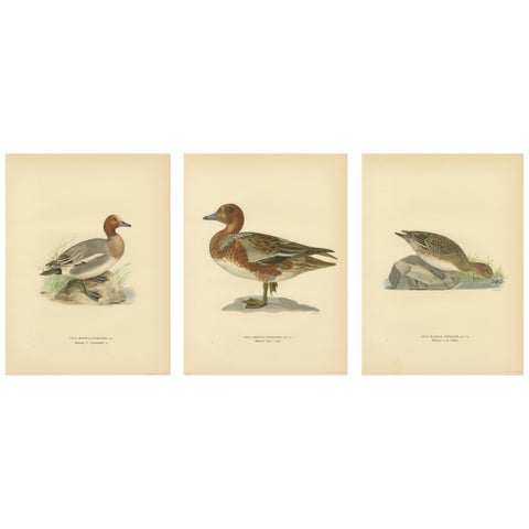 1929 Swedish Ornithology Lithographs, Eurasian Wigeon Trio