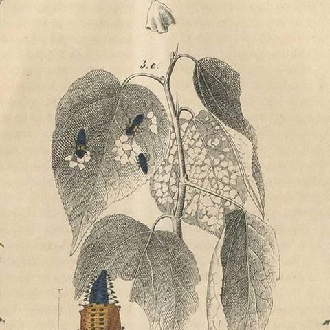 Antique Animal Print of Various Beetles by C. Hoffmann, 1847, close-up 2