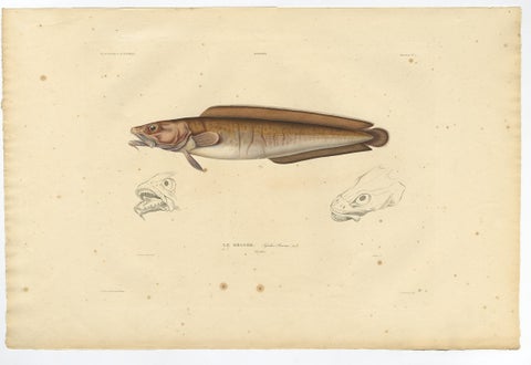 Antique Ichthyology Print, Cusk Fish (Le Brosme) from Gaimard Voyage, 1842, view 3