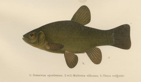 Scandinavian Fish Species: Smelt, Capelin and Tench in Fine Lithograph, 1895, close-up 3