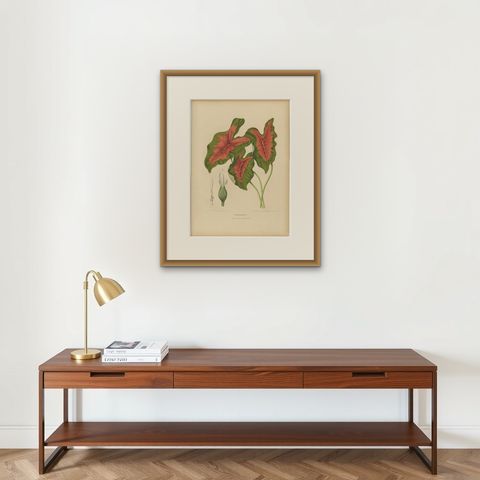 Heart of Jesus Caladium, Original Antique Botanical Print by van Nooten, c.1880, shown framed on a wall
