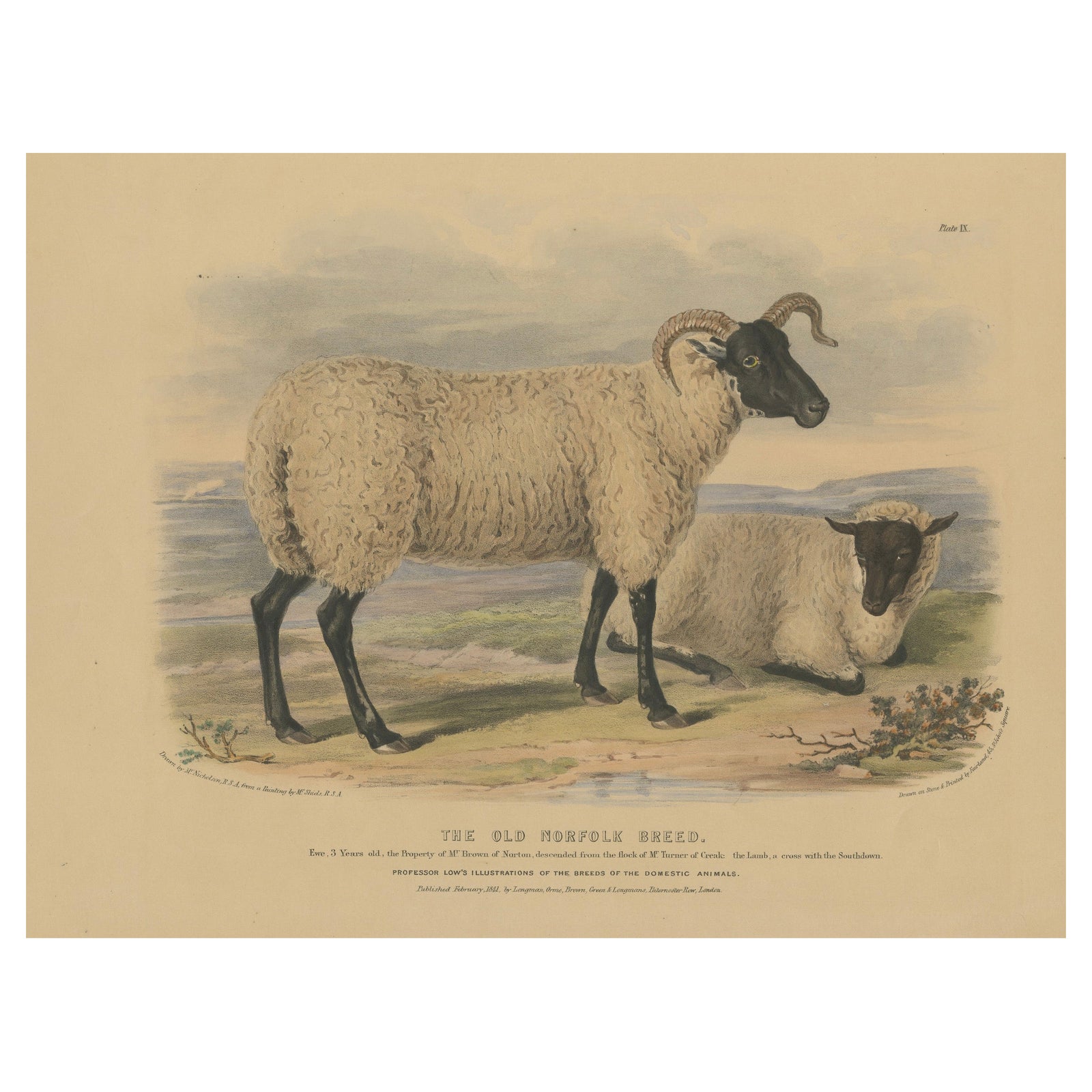 Old Lithograph of an Ewe and Lamb of the Old Norfolk Breed - 1841