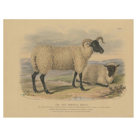 Old Lithograph of an Ewe and Lamb of the Old Norfolk Breed - 1841