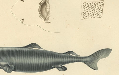 Rare Hand-Colored Antique Engraving of A Greenland Shark, 1842, close-up 3