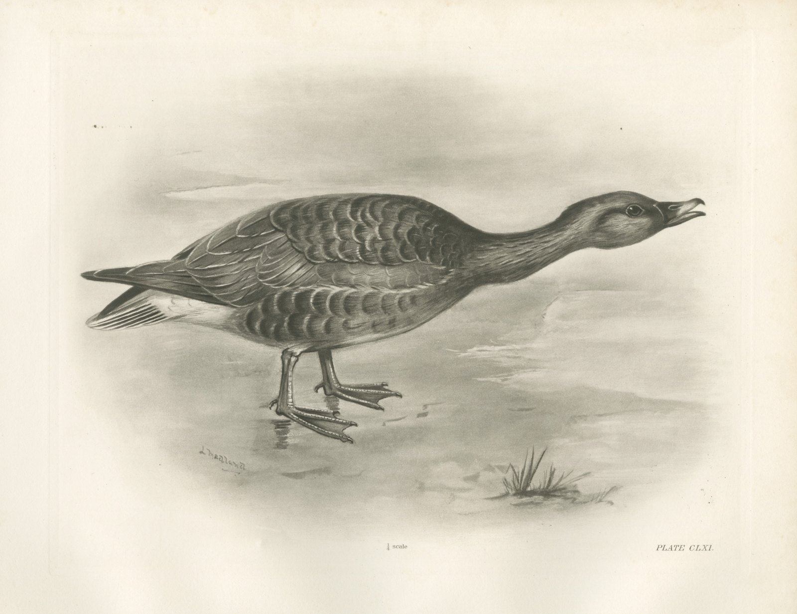 Bean Goose Calling with Neck Outstretched after Lilian Medland, c. 1909