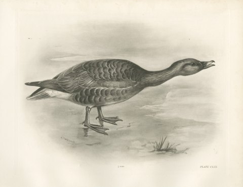 Bean Goose Calling with Neck Outstretched after Lilian Medland, c. 1909