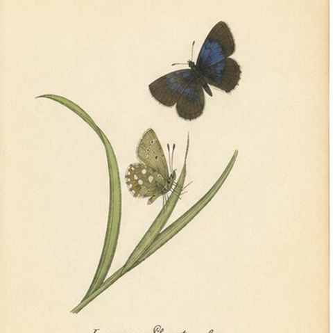 Small-Format Butterfly Engravings with Botanical Studies, 1835, close-up 1