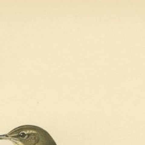 Beautiful Antique Bird Print of the Water Pipit, 1927, close-up 1