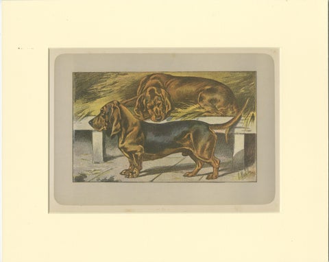Antique Dog Print of the Basset Ardennais, view 2
