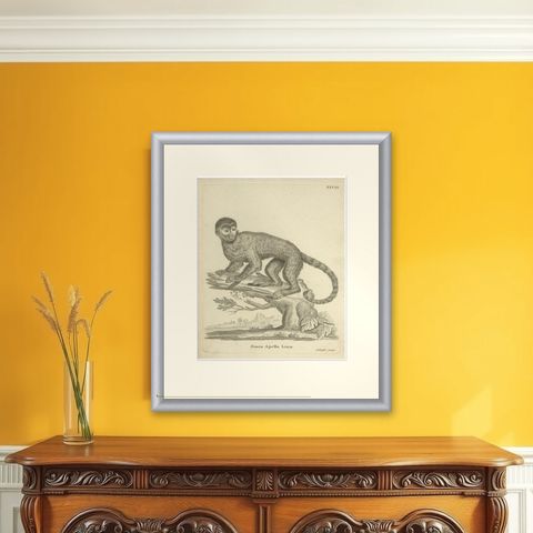 Antique Engraving of a Capuchin Monkey (Simia apella Linn.), A. Hoffer, ca.1800, shown framed on a wall