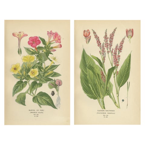 1897 Botanical Prints, Marvel of Peru and Eastern Knotweed