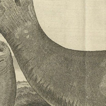 Marine Creatures in an Old Engraving: A Sea Lioness and a Sea Elephant, 1765, close-up 5