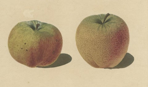Antique Print of Pomme d'Api, Padly's Pippin and Bigg's Nonsuch Apples, close-up 4