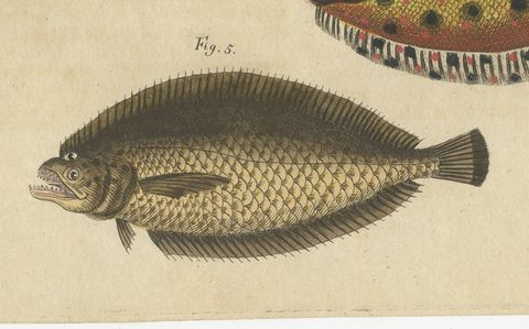 Five Soles and Flatfish, Antique Bertuch Print, circa 1815, close-up 2