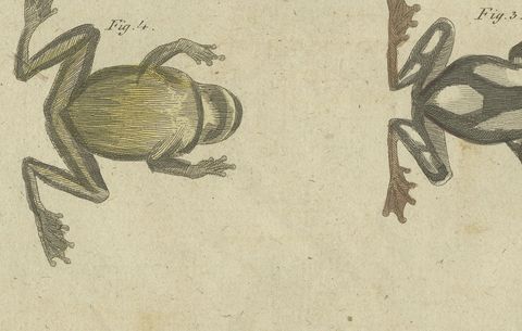 Four Tree Frogs Including a Blue Frog, Antique Bertuch Print, Vienna, circa 1815, close-up 2