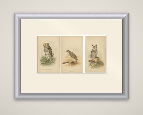 Set of 3 Antique Owl Prints: Dwarf Screech, Burrowing and Great Horned Owl, 1893, shown framed