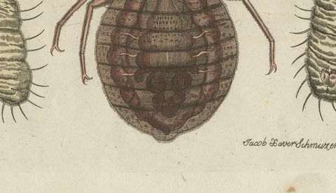 Magnified Insect Larvae and Small Moths, Antique Bertuch Print, circa 1805, close-up 2