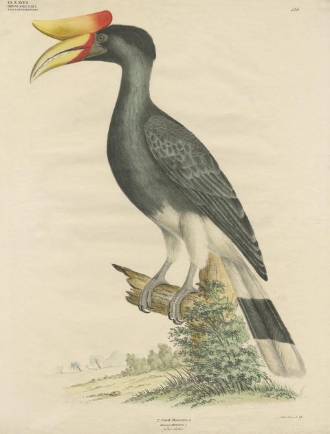 Antique Bird Print of the Rhinoceros Hornbill by Goldfuss, circa 1824, view 2