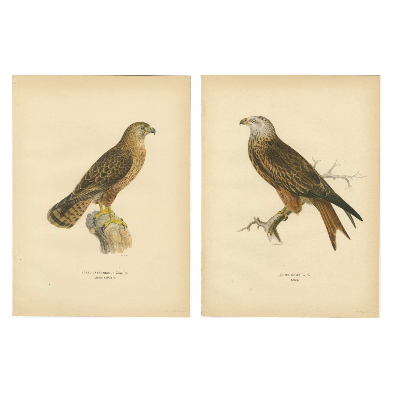 Nordic Birds of Prey Pair - Lithographs, Scandinavian Natural History 1929