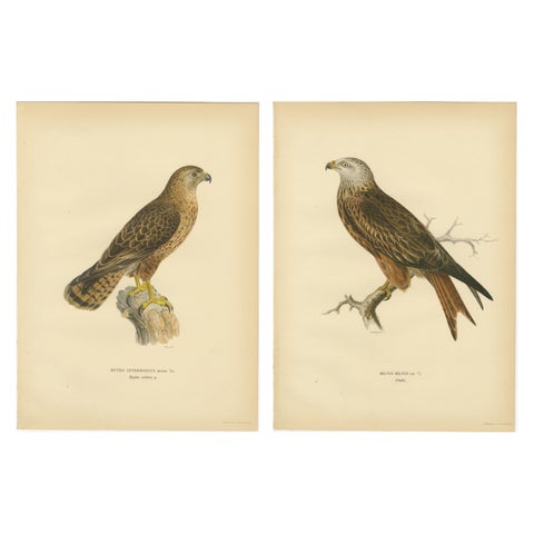 Nordic Birds of Prey Pair - Lithographs, Scandinavian Natural History 1929