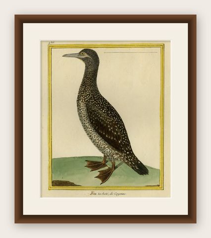 Original Hand-Colored Antique Bird Print of The Northern Gannet, ca.1770, shown framed