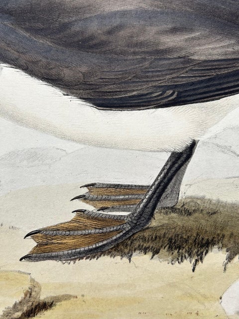 Dusky Shearwater, Antique Bird Lithograph by John Gould, c.1832, view 7