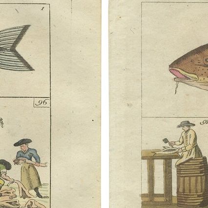 Set of 4 Antique Fish Prints - Beluga Sturgeon - Pollock - Atlantic Cod, close-up 1